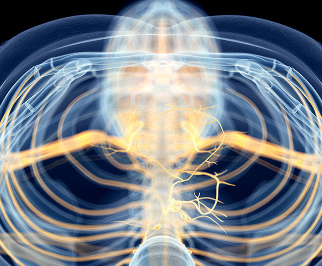 Heal The Vagus Nerve and Improve Your Health - Boulder Holistic